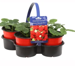 Dehner Gourmet Garten Erdbeere 'Mara des Bois', 4er-Set Rot Outlet