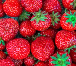 Dehner Gourmet Garten Erdbeere 'Mara des Bois', 4er-Set Rot Outlet