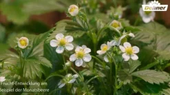 Dehner Gourmet Garten Erdbeerpflanzen - Erdbeere 'Mara des Bois' Rot