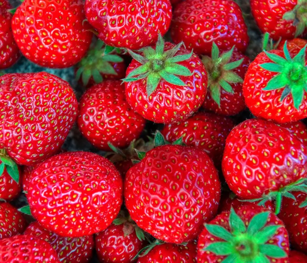 Dehner Gourmet Garten Erdbeerpflanzen - Erdbeere 'Mara des Bois' Rot