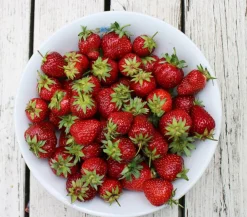 Dehner Gourmet Garten Erdbeerpflanzen - Erdbeere 'Mara des Bois' Rot