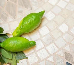 Dehner Zitruspflanzen|Terrassenpflanzen > Gourmet Garten Fingerlimette
