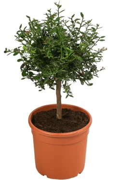 Dehner Zitruspflanzen|Terrassenpflanzen > Gourmet Garten Fingerlimette