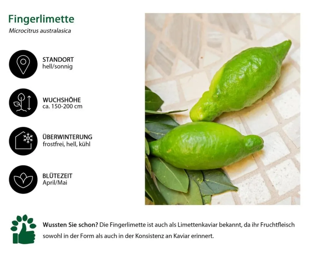 Dehner Zitruspflanzen|Terrassenpflanzen > Gourmet Garten Fingerlimette