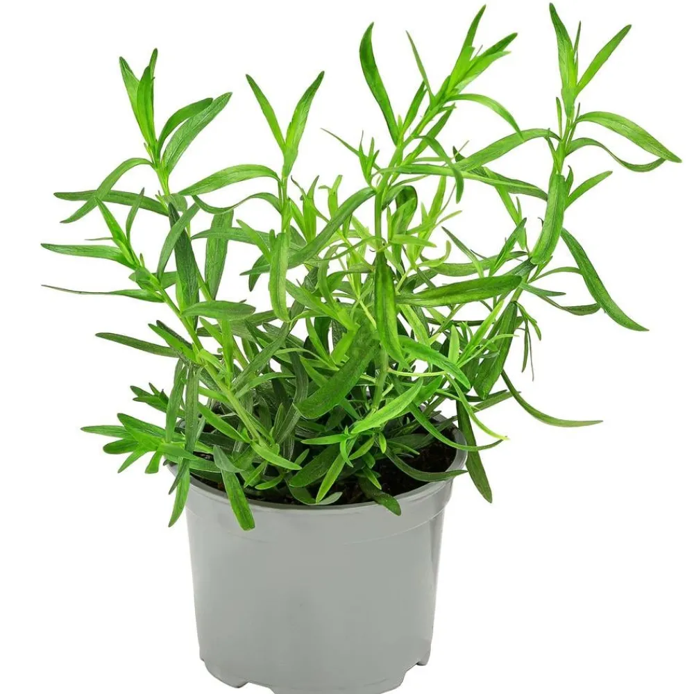 Dehner Gourmet Garten Garten- & Heilkräuter|Gourmet-Kräuter > Französischer Estragon