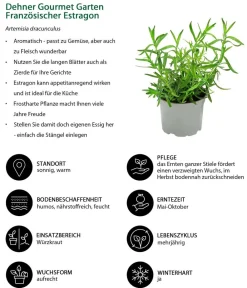 Dehner Gourmet Garten Garten- & Heilkräuter|Gourmet-Kräuter > Französischer Estragon