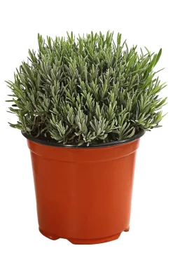 Dehner Gourmet Garten Gewürzlavendel Hot
