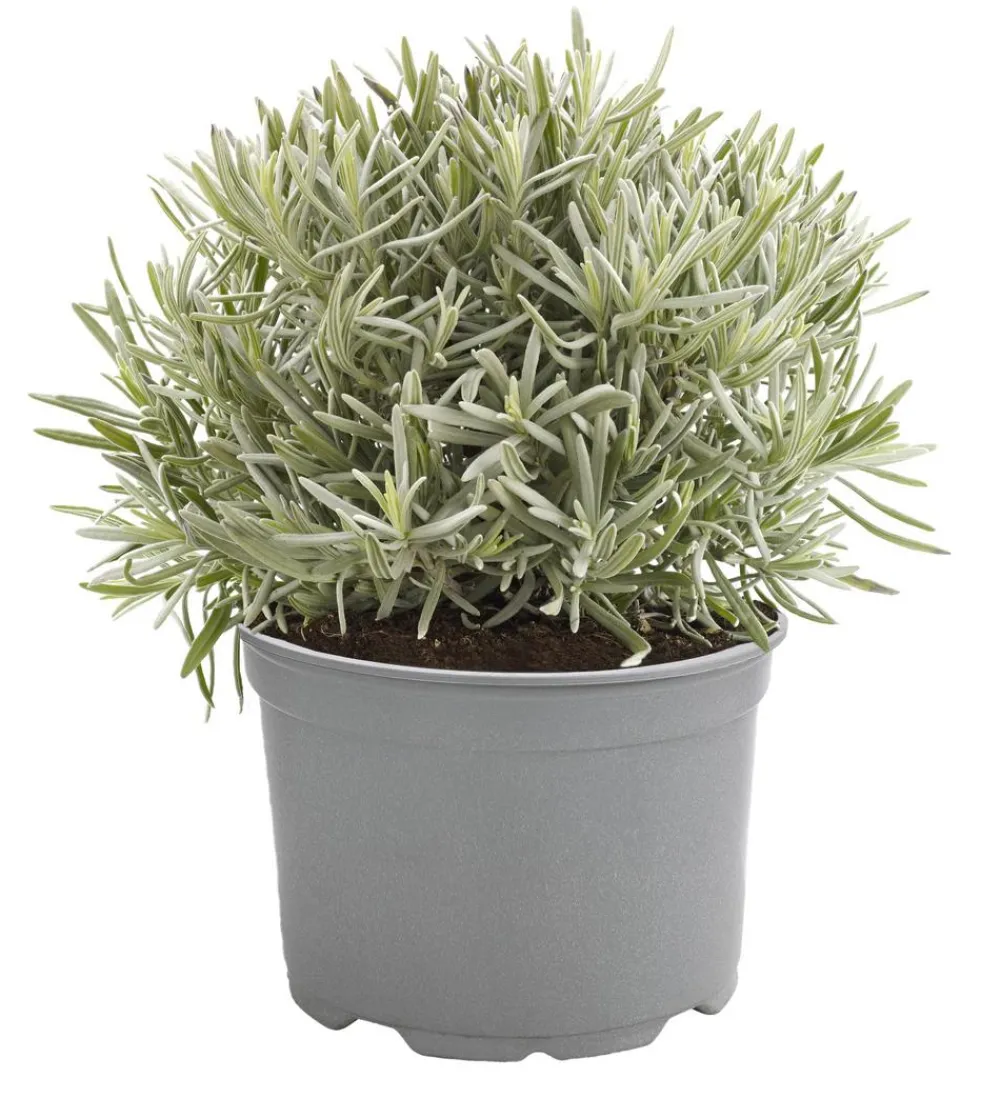 Dehner Gourmet Garten Garten- & Heilkräuter|Gourmet-Kräuter > Gewürzlavendel