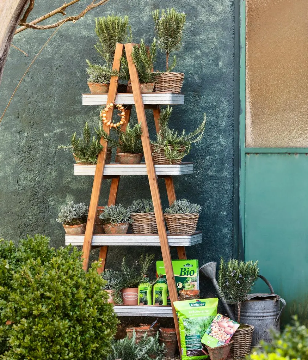 Dehner Gourmet Garten Garten- & Heilkräuter|Gourmet-Kräuter > Gewürzlavendel
