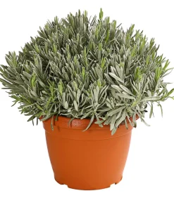 Dehner Gourmet Garten Gewürzlavendel Outlet