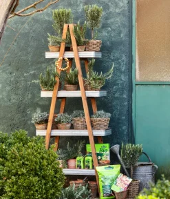 Dehner Gourmet Garten Gewürzlavendel Outlet