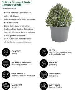 Dehner Gourmet Garten Garten- & Heilkräuter|Gourmet-Kräuter - Gewürzlavendel