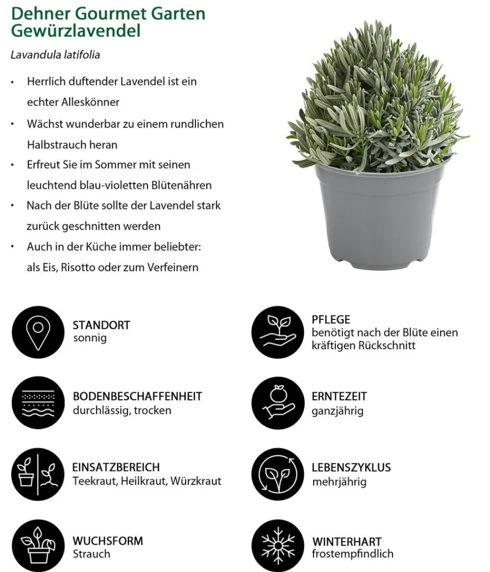 Dehner Gourmet Garten Garten- & Heilkräuter|Gourmet-Kräuter - Gewürzlavendel