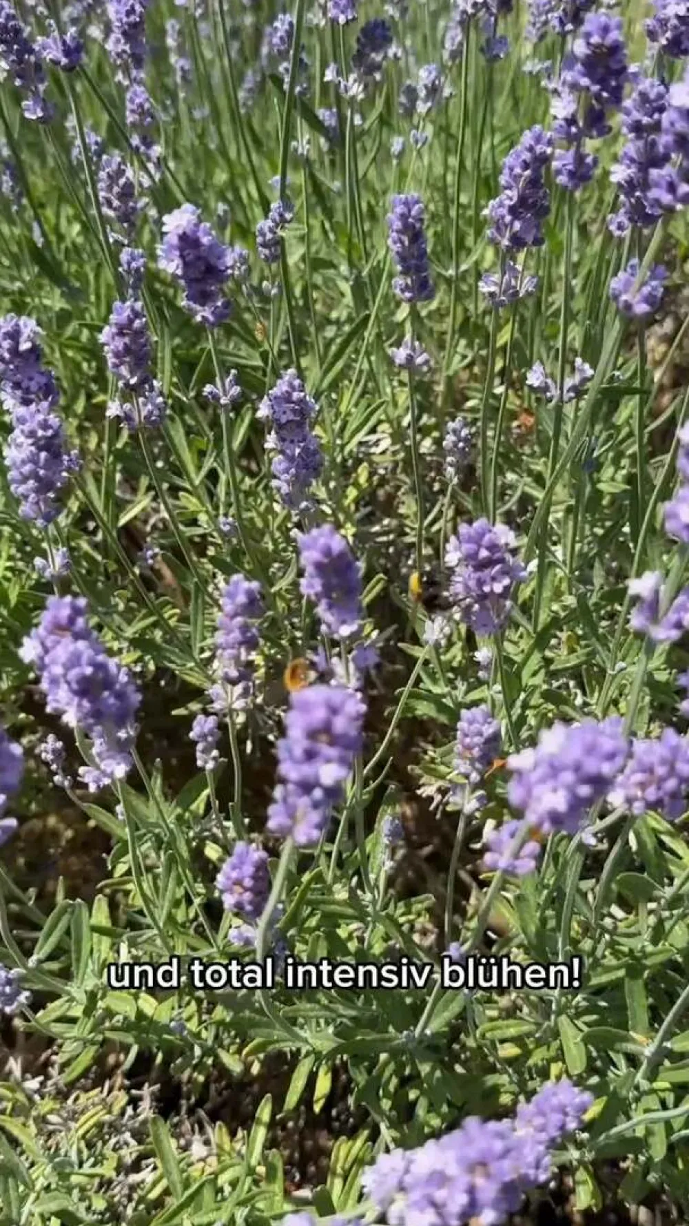 Dehner Gourmet Garten Garten- & Heilkräuter|Gourmet-Kräuter - Gewürzlavendel