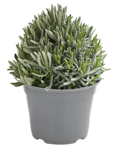 Dehner Gourmet Garten Garten- & Heilkräuter|Gourmet-Kräuter - Gewürzlavendel