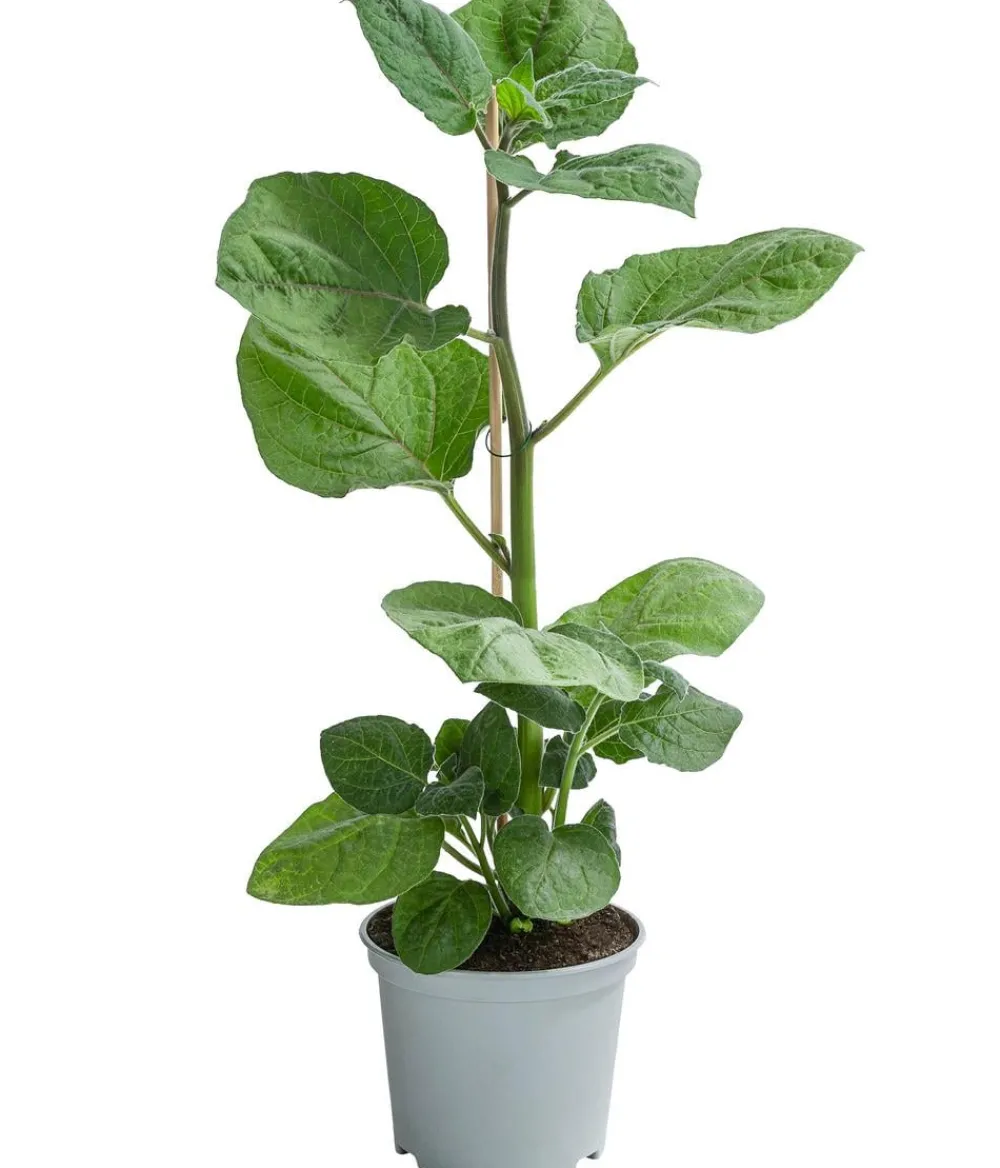 Dehner Gourmet Garten Goldandenbeere Gelb Outlet