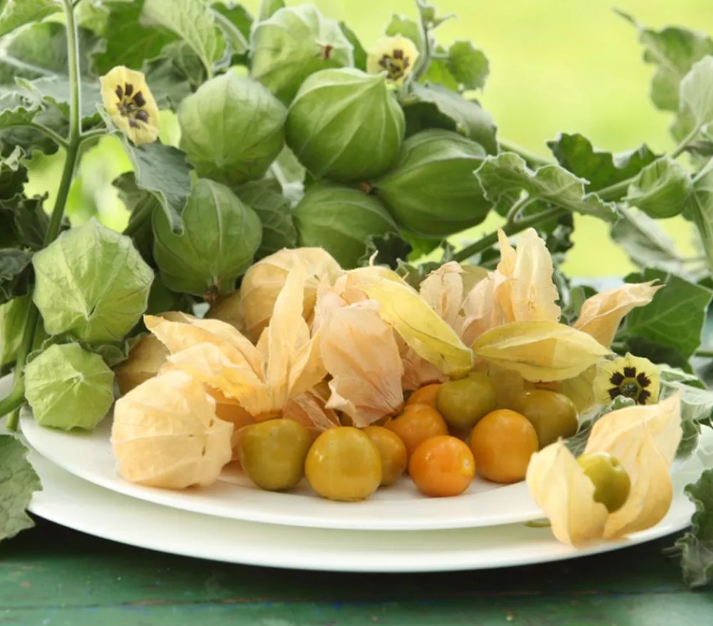 Dehner Gourmet Garten Goldandenbeere Gelb Outlet