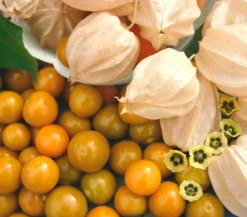 Dehner Gourmet Garten Goldandenbeere Gelb Outlet