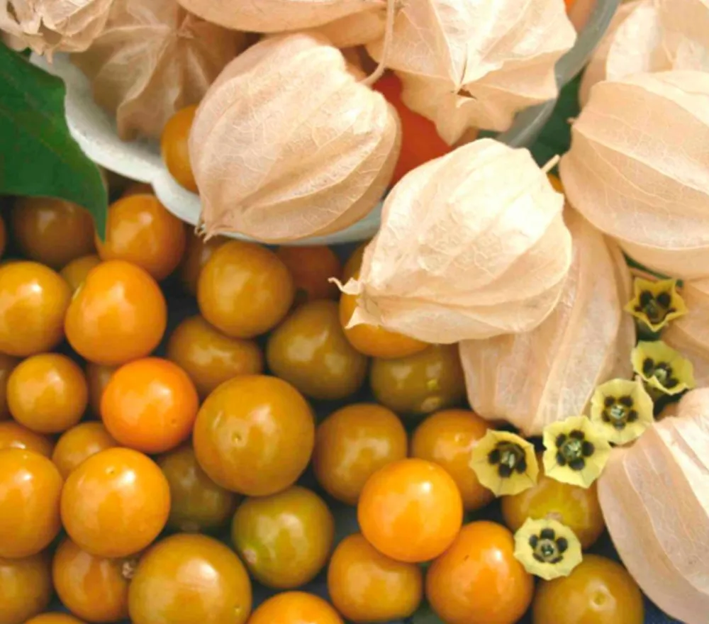 Dehner Gourmet Garten Goldandenbeere Gelb Outlet