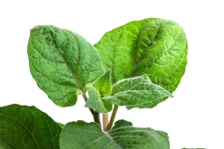 Dehner Gourmet Garten Goldandenbeere Gelb Outlet