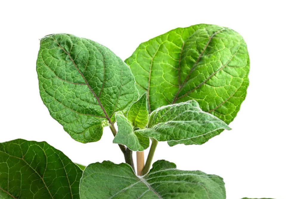 Dehner Gourmet Garten Goldandenbeere Gelb Outlet