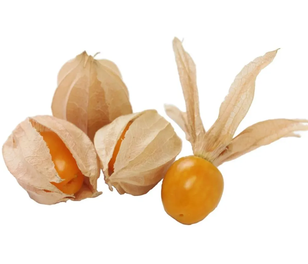 Dehner Gourmet Garten Goldandenbeere Gelb Outlet