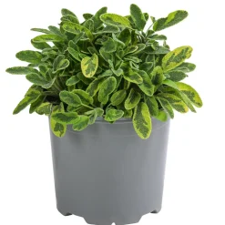 Dehner Gourmet Garten Goldsalbei Outlet