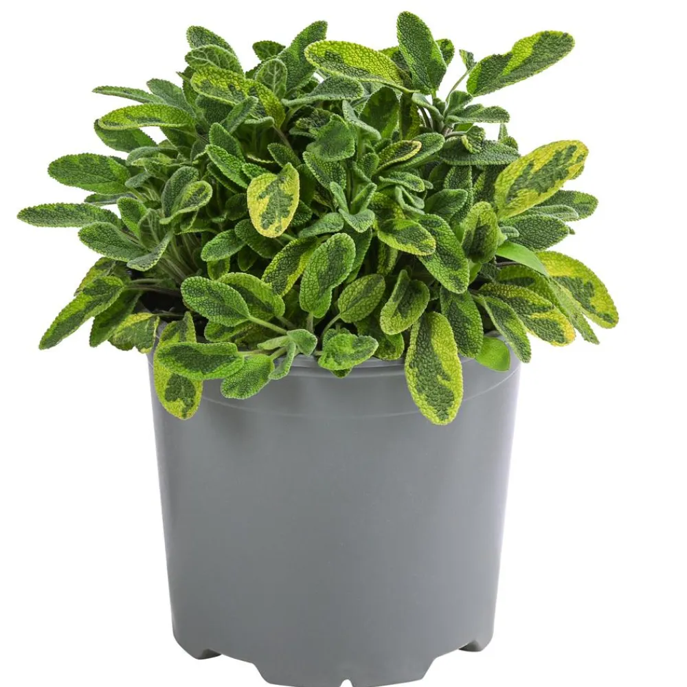 Dehner Gourmet Garten Goldsalbei Outlet