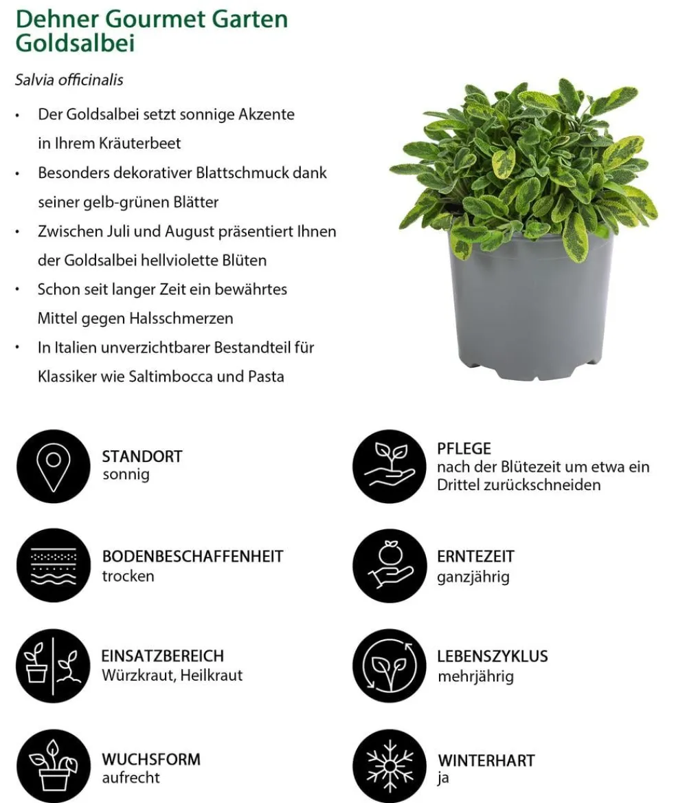 Dehner Gourmet Garten Goldsalbei Outlet