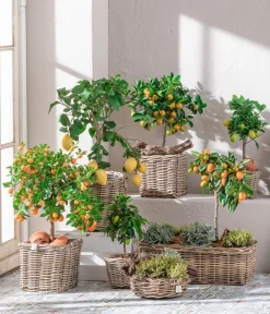 Dehner Gourmet Garten Goldsalbei Outlet