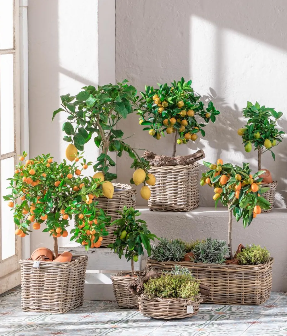 Dehner Gourmet Garten Goldsalbei Outlet