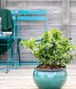 Dehner Gourmet Garten Heidelbeeren|Beerensträucher > Heidelbeere 'Spartan'