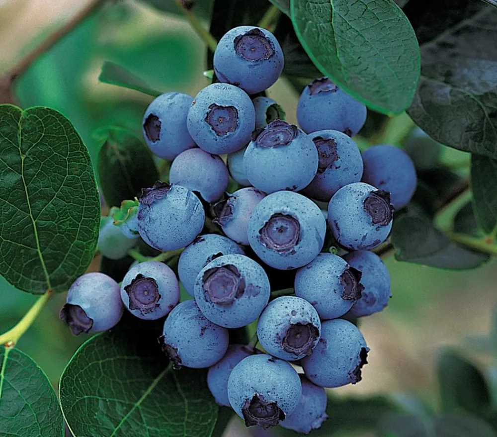 Dehner Gourmet Garten Heidelbeeren|Beerensträucher > Heidelbeere 'Spartan'
