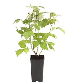Dehner Gourmet Garten Himbeeren & Brombeeren|Beerensträucher > Himbeere 'Aroma Queen®'