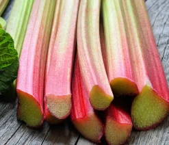Dehner Gourmet Garten Weinreben & Gartenobst|Gartengemüse - Himbeer-Rhabarber Rot
