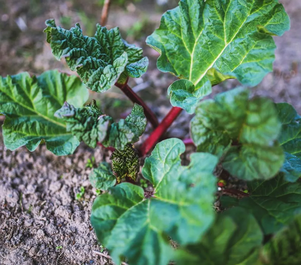 Dehner Gourmet Garten Weinreben & Gartenobst|Gartengemüse - Himbeer-Rhabarber Rot