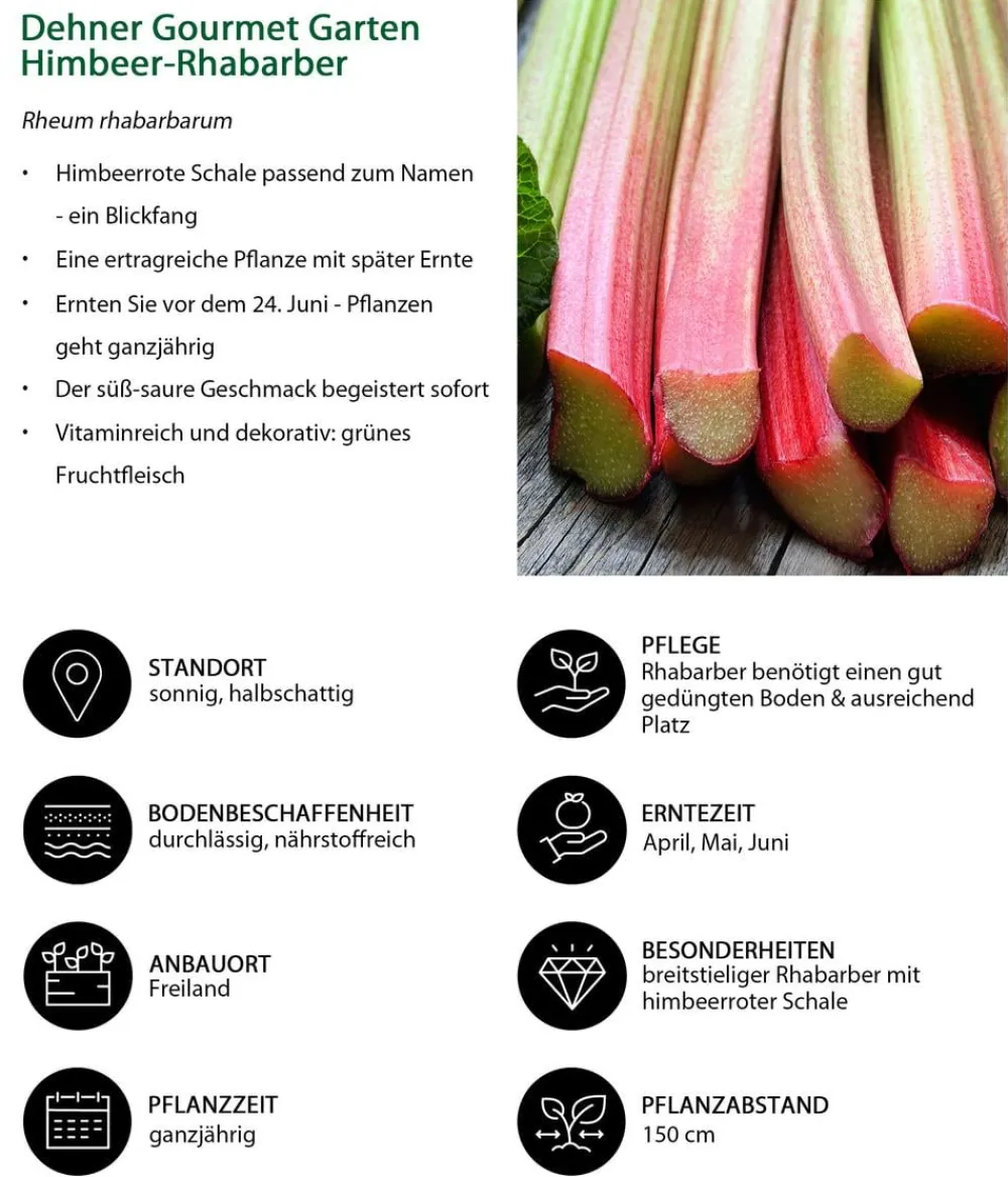 Dehner Gourmet Garten Weinreben & Gartenobst|Gartengemüse - Himbeer-Rhabarber Rot