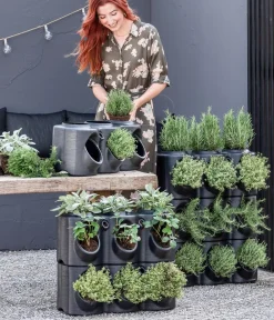 Dehner Gourmet Garten Hänge-Rosmarin Grün Best