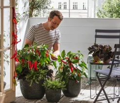 Dehner Gourmet Garten Hänge-Rosmarin Grün Best
