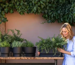 Dehner Gourmet Garten Hänge-Rosmarin Grün Best