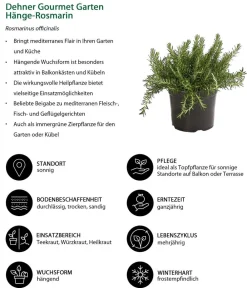 Dehner Gourmet Garten Garten- & Heilkräuter|Gourmet-Kräuter - Hänge-Rosmarin Grün