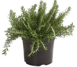 Dehner Gourmet Garten Garten- & Heilkräuter|Gourmet-Kräuter - Hänge-Rosmarin Grün