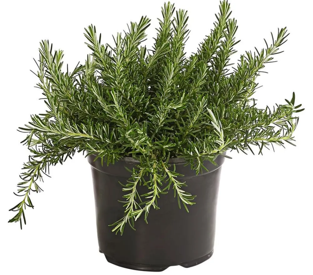 Dehner Gourmet Garten Garten- & Heilkräuter|Gourmet-Kräuter - Hänge-Rosmarin Grün