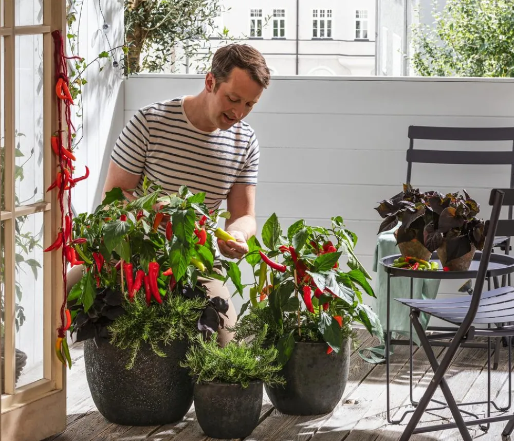 Dehner Gourmet Garten Garten- & Heilkräuter|Gourmet-Kräuter - Hänge-Rosmarin Grün