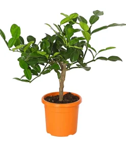 Dehner Gourmet Garten Zitruspflanzen|Terrassenpflanzen - Kaffir-Limette Grün