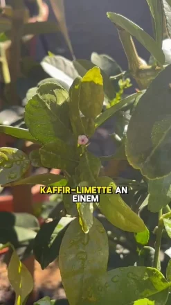 Dehner Gourmet Garten Zitruspflanzen|Terrassenpflanzen - Kaffir-Limette Grün