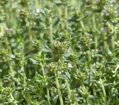 Dehner Gourmet Garten Garten- & Heilkräuter|Gourmet-Kräuter - Kugelthymian Grün