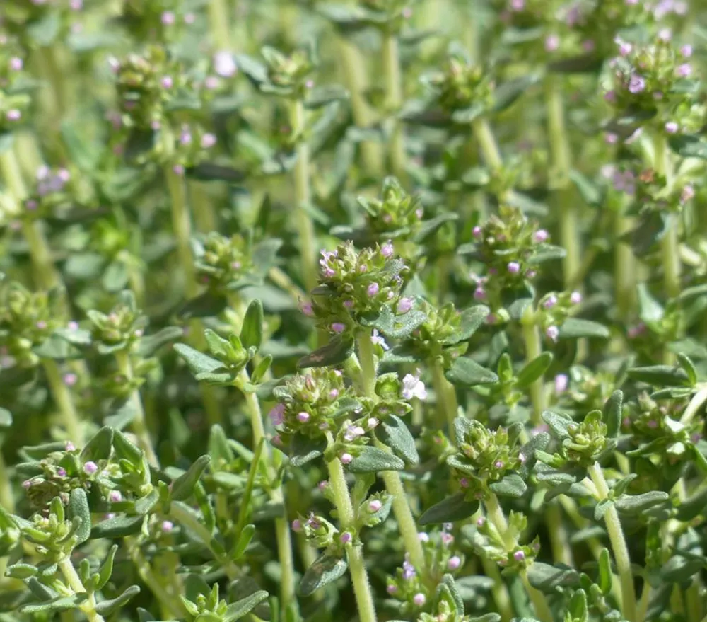 Dehner Gourmet Garten Garten- & Heilkräuter|Gourmet-Kräuter - Kugelthymian Grün