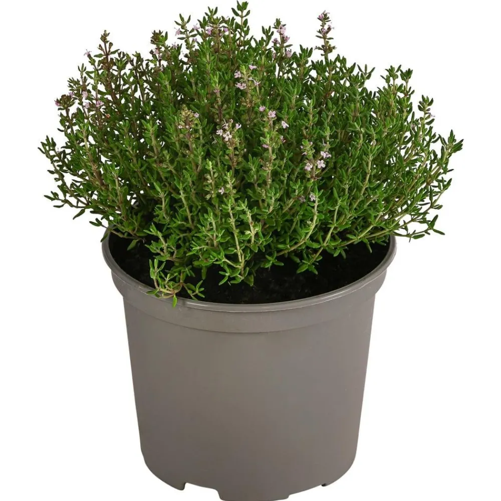 Dehner Gourmet Garten Garten- & Heilkräuter|Gourmet-Kräuter - Kugelthymian Grün