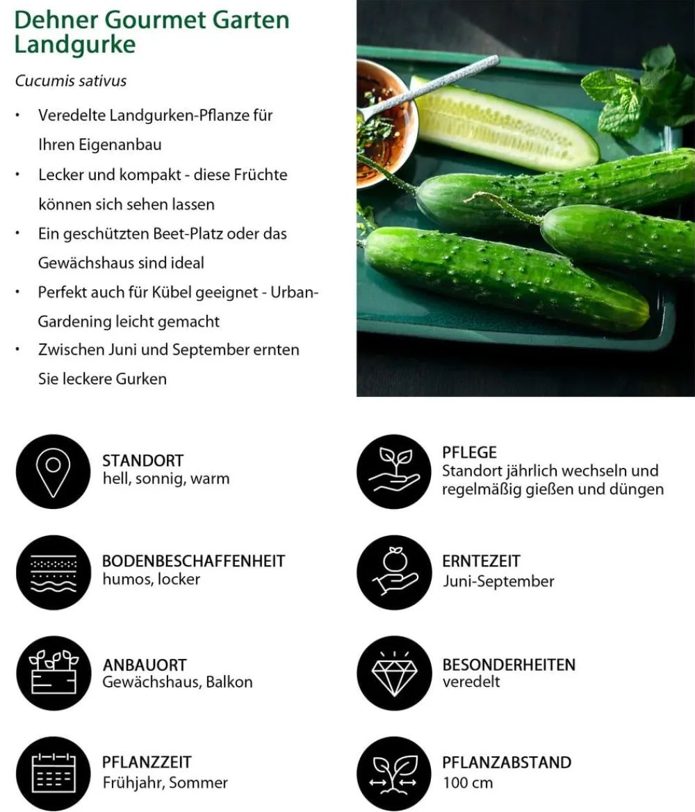 Dehner Gourmet Garten Landgurke, veredelt Grün Hot